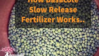 How Basacote Slow Release Fertilizer Works [upl. by Poll]