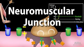 Neuromuscular Junction Animation [upl. by Bruyn]